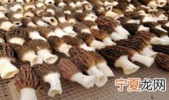 羊肚菌怎么种 种羊肚菌方法