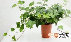 常春藤花怎么饲养? 养殖常春藤花的技巧