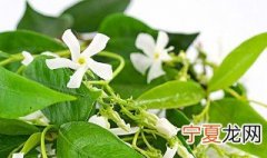 怎样养茉莉开花又好叶子长得又好 茉莉花种植方法分享