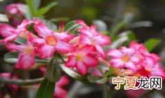 沙漠玫瑰怎么养 沙漠玫瑰的养法