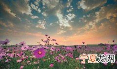 梦见好多花开得好漂亮周公解梦 梦见好多花开得好漂亮