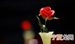 玫瑰怎么种植方法 盆栽种植玫瑰的方法