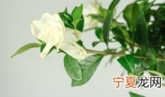 栀子花只长叶子不长花苞怎么办 栀子花不长花苞解决方法