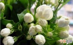 茉莉花的气味是什么