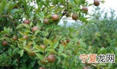 茶树籽催芽方法 茶树籽介绍