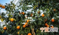 沙糖桔培养方法 沙糖桔的种植方法