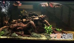 龙鱼缸清洗方法 怎样给龙鱼清洗鱼缸