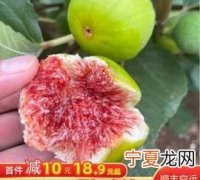 无花果产地