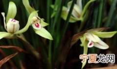 兰花的育苗方法 兰花的育苗方法介绍
