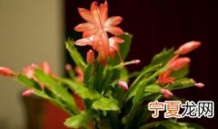 蟹爪兰的浇水方法 蟹爪兰如何浇水