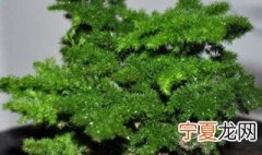 唐山云竹养殖方法 唐山云竹怎样养好