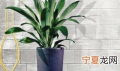 金心铁养护方法 金心铁如何养护