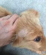 狗掉毛严重是什么原因