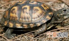 乌龟保暖方法 保暖的方法介绍