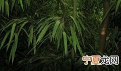 配营养土方法 怎么配营养土