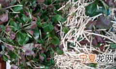 桶种鱼腥草方法 家里鱼腥草种植方法