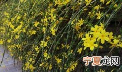 迎春花的栽培养护方法是什么 迎春花盆景的养殖以及养护方法