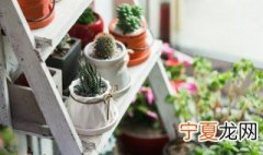 盆栽泥土有虫子怎么办 盆土里有虫子怎么办