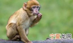 占山为王是什么动物 占山为王是什么动物?