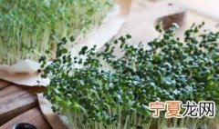 芽苗菜家庭种植 这样种一周一茬菜