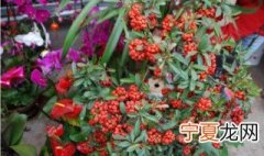富贵籽怎么种好吃 富贵籽怎么种好