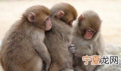 猴与鸡相配的婚姻如何 猴与鸡相配的婚姻怎样