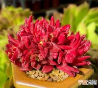 红色多肉为什么变绿色，五颜六色的多肉像什么