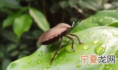 臭虫是怎么长出来的 臭虫是怎样长出来的如何消灭