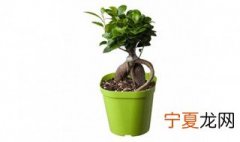 人参榕盆栽养护方法 感兴趣建议收藏起来