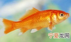 金鱼的记忆有多久 金鱼的记忆能长达1至3个月