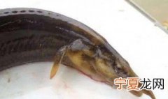 抓刀鳅方法 怎么抓刀鳅