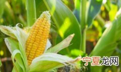 玉米属于哪类垃圾分类 玉米梗垃圾分类属于什么垃圾
