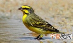 石燕鸟养殖方法 石燕鸟养殖方法介绍