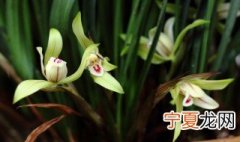兰花促芽方法 兰花促芽方法简述