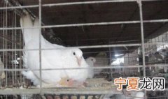 肉鸽笼养方法 怎么笼养肉鸽子