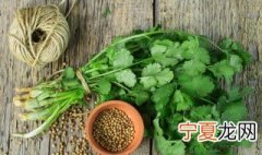 香菜存放方法 这三种方法都很有效