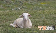 养羊春季羊饮水需注意事项养殖技术 养羊春季羊饮水需注意事项有哪些