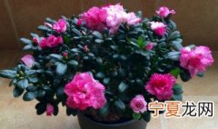 怎么加快杜鹃生长速度 怎么加快杜鹃生长速度呢