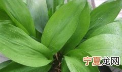 一叶兰叶子发黄是怎么回事 一叶兰叶子长黄点是怎么回事