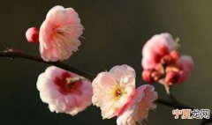 梅的品质和象征什么，白色梅花的寓意和象征
