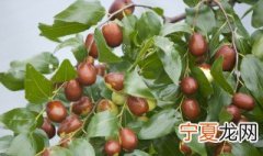 枣树的修剪方法视频 枣树的修剪方法