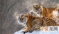 东北虎怎么区分 东北虎怎么区分是不是同一只