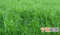 怎样种植牧草养羊 养羊的牧草怎么种植