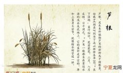 每天一味中药芦根 中药芦根味道