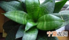 虎皮兰怎么养? 虎皮兰怎么养的方法