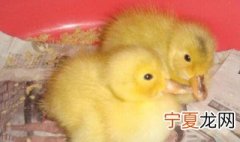 小鸭子怎么喂养? 小鸭子如何喂养