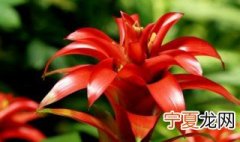 鸿运当头花怎么养? 鸿运当头花养殖方法