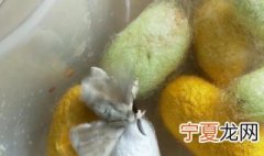 破茧而出的蚕蛾怎么养? 破茧而出的蚕蛾如何养