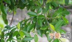 榕树叶子发黄掉叶子 榕树黄叶掉叶怎么回事