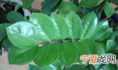 金钱树换盆后怎么养护 需要注意这些内容